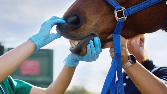 Raúl Maldonado: “El crecimiento de la veterinaria equina en el país ha sido notable en los últimos 10 años”