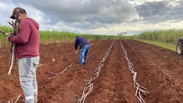 Nuevas semillas tratadas de caña de azúcar podrían aumentar la productividad hasta un 30%