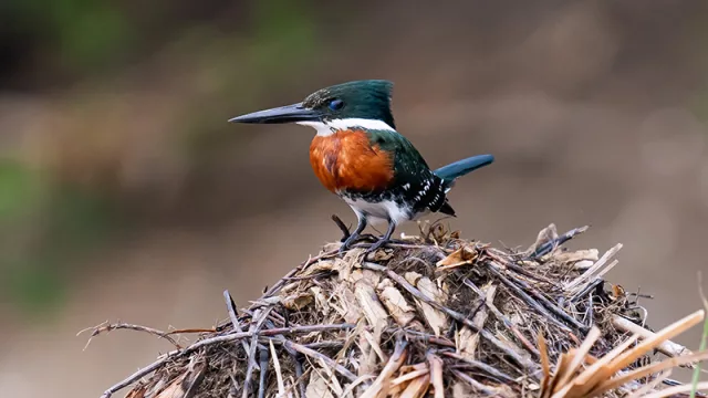 El arte como voz: #VocesXelPlaneta busca impulsar proyectos artísticos que narren la crisis climática desde los territorios