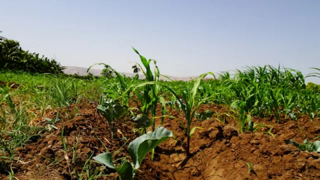 De Itapúa y Alto Paraná al resto del país: la fórmula para suelos más fértiles