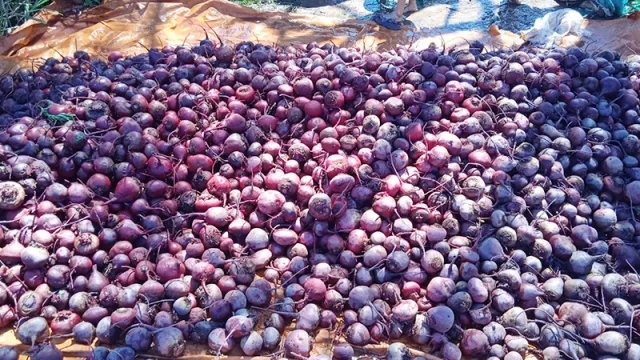 Remolacha, un potencial para sacarle jugo: la historia de esfuerzo de una familia altoparanaense