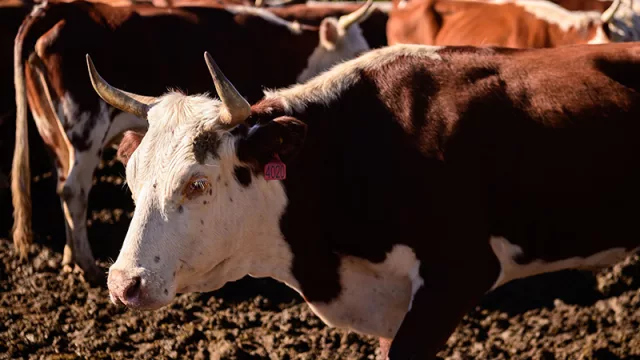 Ganado criollo: un recurso de 500 años con potencial de impulsar una ganadería paraguaya más sostenible