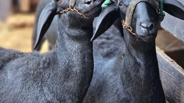 De importador a exportador: genética ovina se posiciona y busca ingresar al mercado colombiano y venezolano