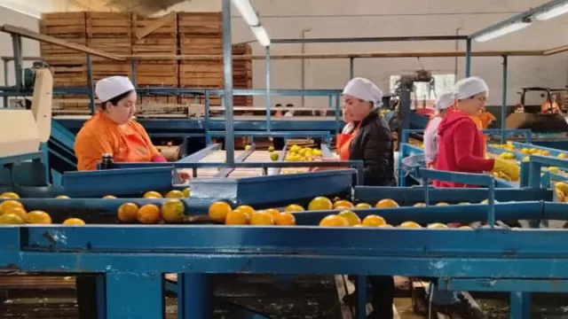 Desde Itapúa Frutika produce 300.000 kilos de naranja por día y consolida un modelo que conecta campo, industria y mercados globales
