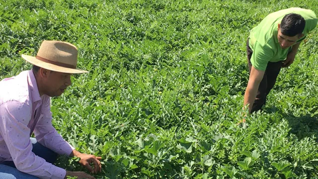 Horticultura de colores: productores de Alto Paraná diversifican con cultivo de coliflor morada y apuntan a traer variedades de color amarillo y azul