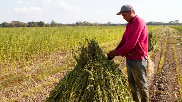 Exportaciones de chía y sésamo superan las 368.000 toneladas en cinco años (29% de crecimiento interanual)
