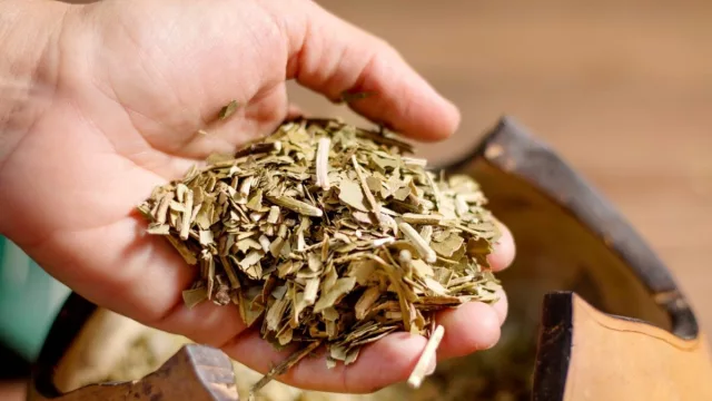 Día Nacional de la Yerba Mate: identidad, trabajo y fortalecimiento para una industria que quiere conquistar nuevos mercados