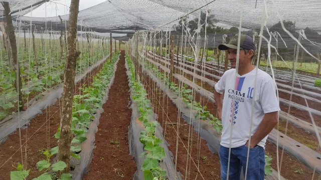 ¿Pepinillos en Naranjal? Sí, y apunta a ser el cultivo estrella de la zona