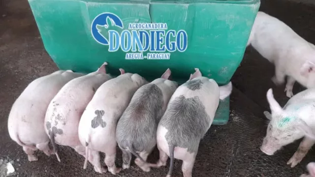 Del lechón a un cerdo de 120 kg: las claves del engorde rápido y eficiente