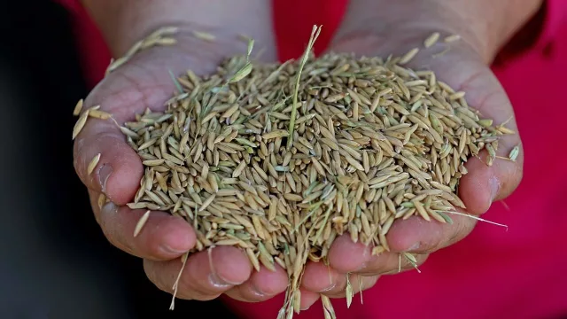 El arroz paraguayo conquista nuevos mercados y ya llega a más de 35 destinos en el mundo (ahora apuntan a Taiwán y Medio Oriente)