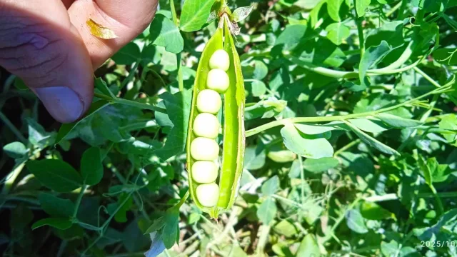 Alto Paraná Norte florece con nuevos cultivos: remolacha y arveja marcan tendencia