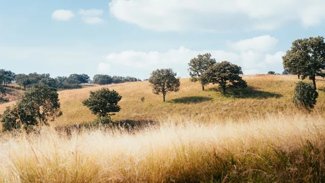 Ecosistemas estratégicos: los pastizales reciben por primera vez reconocimiento internacional