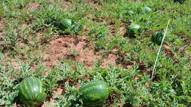 Desde Itapúa: Timbo’i, el pueblo donde la sandía y el sésamo negro marcan el pulso del verano