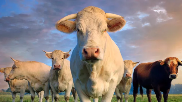 EE.UU. da un guiño a la carne argentina, ¿cómo queda el país en el mapa exportador?