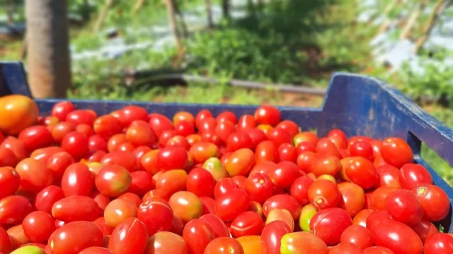 Productores locales descubren en el tomate cherry una mina roja de rentabilidad