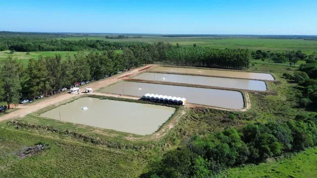 Llega la veda pesquera: productores ven en los estanques una oportunidad con la cría de tilapias y pacús