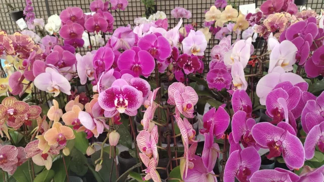 Flores con valor agregado: mujeres de Caacupé innovan con orquídeas y kokedamas
