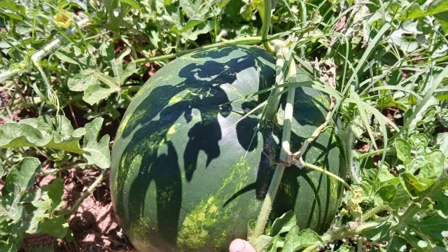 Desde San Pedro del Paraná esperan producir al menos 500.000 sandías para esta temporada