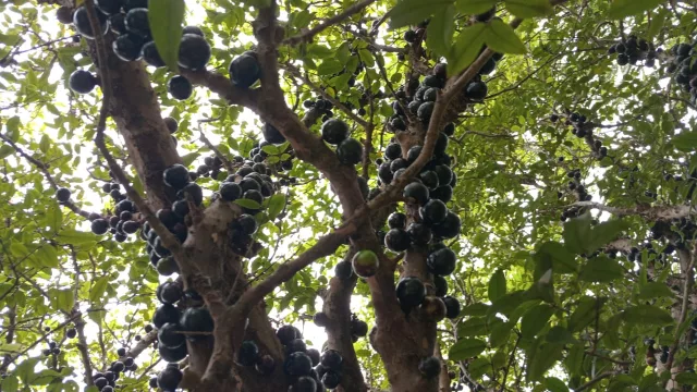 Altos rescata el yvapurū: la fruta nativa que vuelve a las ferias (desde mermelada y vinagre hasta helado)