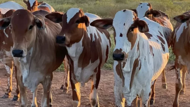 De Brasil a Paraguay: cómo el Nelore Pintado marca la diferencia no solo por su pelaje, sino también por su genética y rendimiento