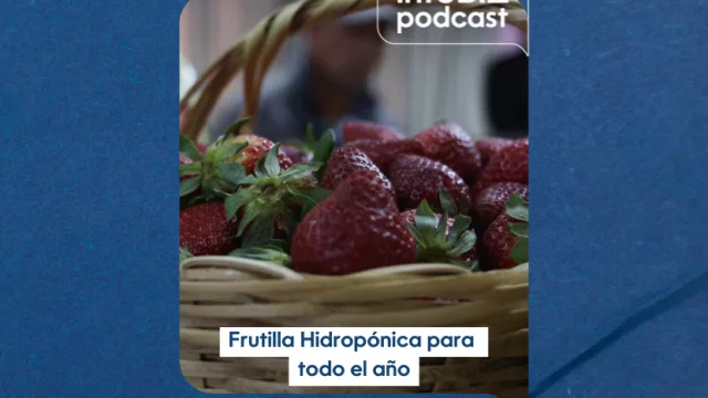Frutillas hidropónicas requieren G. 200 M para 300 000 plantas