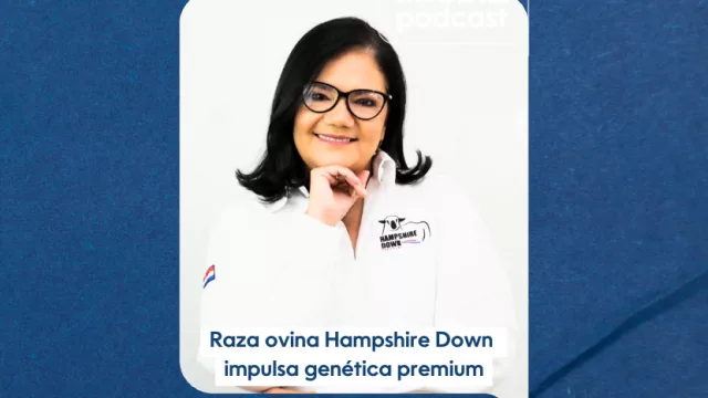 Raza ovina Hampshire Down crece en genética y se consolida en el mercado