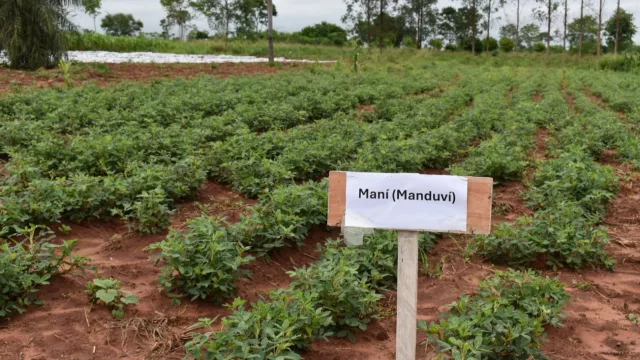 Pindoyú diversifica su campo: comunidad indígena que apuesta por el ají, el maíz y el maní