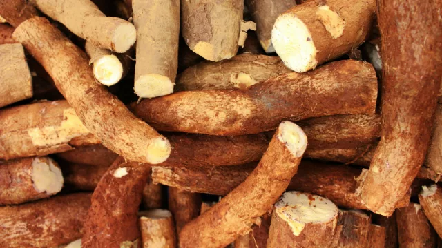 De raíz tradicional a negocio moderno: cómo fue el salto de la mandioca paraguaya