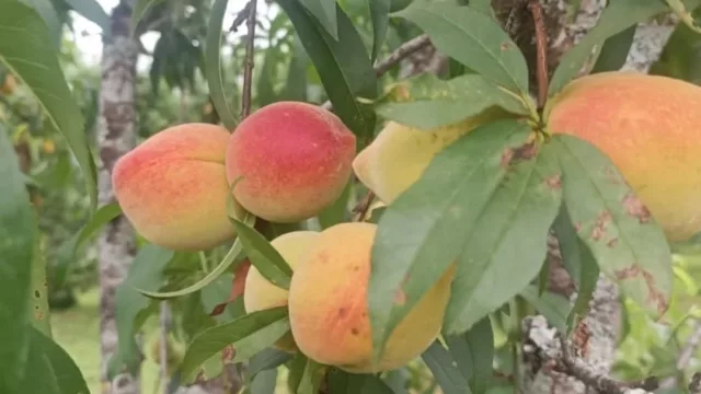 Desde la Colmena estiman producción récord de uvas, duraznos y nuevas alianzas comerciales para diciembre