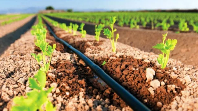 En San Estanislao, el riego vuelve a poner en marcha las chacras: productores retoman la siembra con nuevas semillas