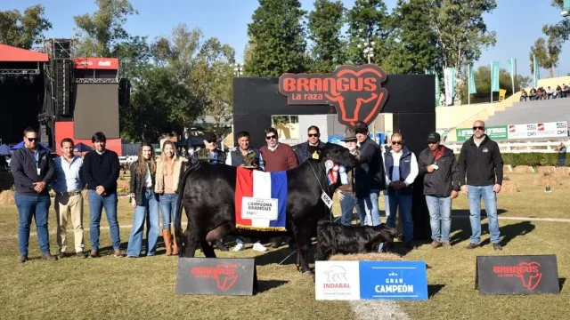 Genética que factura: Brangus cierra un año récord y acelera su expansión hacia mercados internacionales
