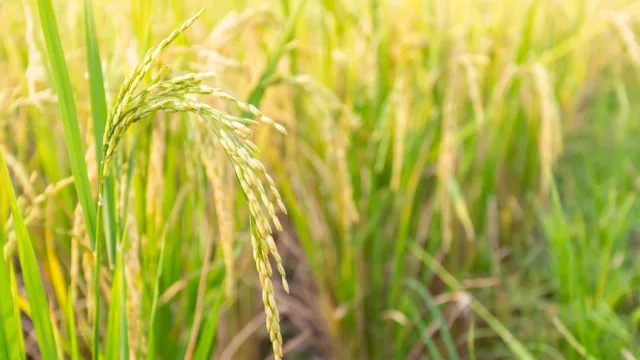 Arroz paraguayo pisa fuerte: más siembra, más exportación y un mercado global que no deja de crecer