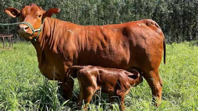 Senepol acelera su expansión: crecimiento del hato, nuevos productores y una genética que cruza fronteras