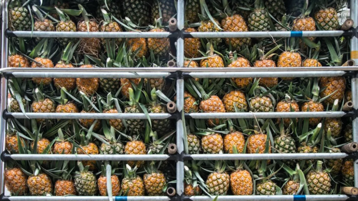 Paraguay logra piñas de hasta 2 kilos y avanza hacia estándares ...