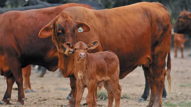 Ignacio Llano: “Brahman tuvo un muy buen año y mantener los precios en 2026 sería una gran hazaña”