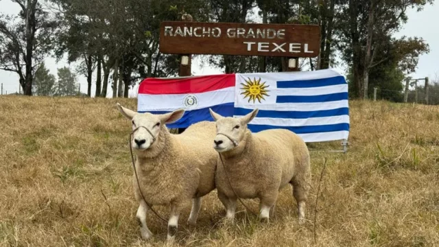 Texel cerró un 2025 histórico: récords de remates, facturación y primeros pasos en exportación genética