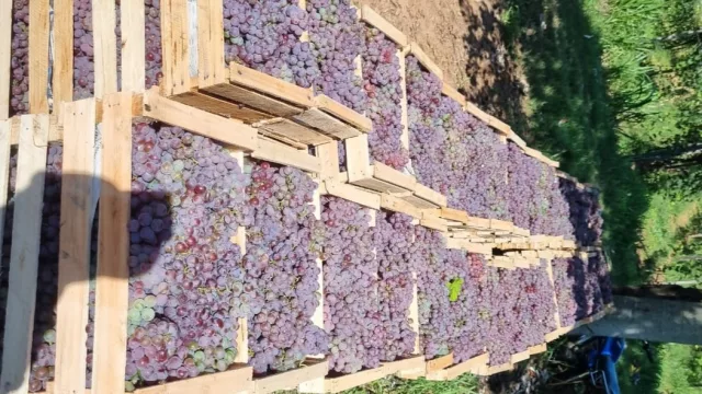 Uvas nacionales con potencial fértil: Colonia Independencia abastece al mercado local con fruta fresca