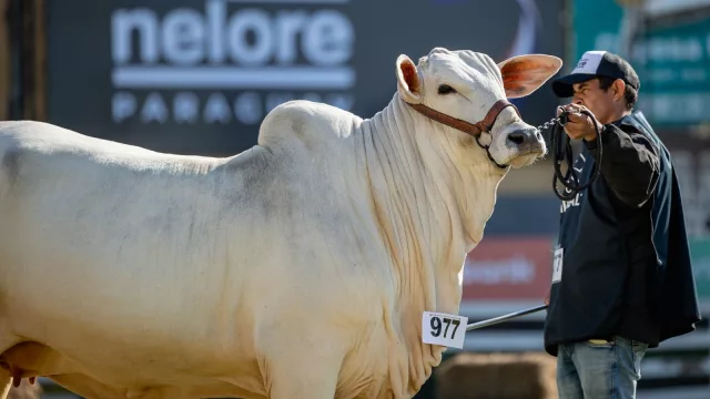 La ganadería crece en valor, pero no en volumen: el desafío que marcará el rumbo del sector