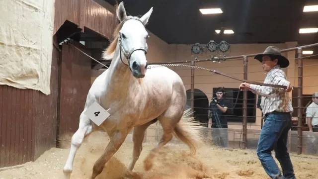 Cuarto de Milla: remates por más de Gs. 2.000 millones y un 2025 que consolida el negocio de la raza