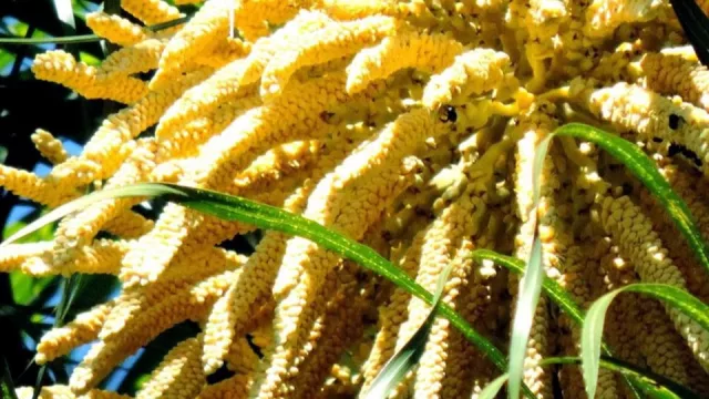 Flor de coco: tradición guaraní que crece en ventas y apunta a 6.000 unidades este año