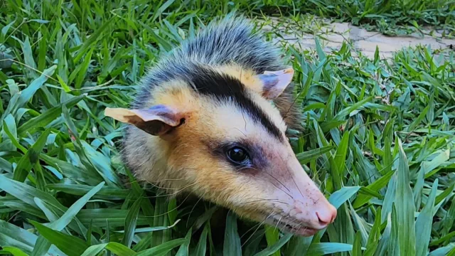 ¿Zarigüeya sin rescate? Por qué y cómo el trabajo de la Dra. Mykurẽ ahora se ve limitado