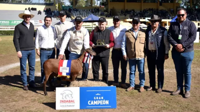 Raza ovina Santa Inés se prepara para escalar producción y exportaciones en 2026