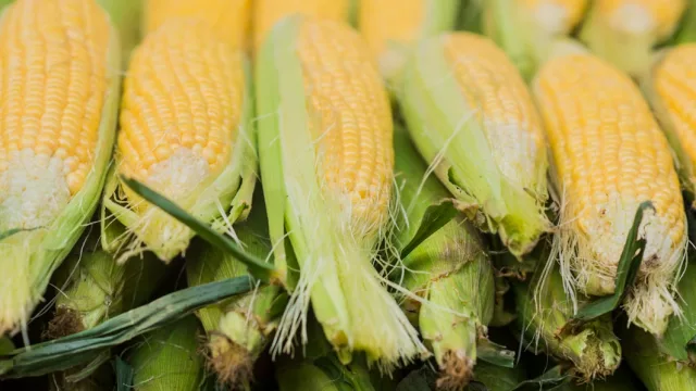 Repunte festivo: Demanda de choclo crece 1.900% para productoras sampedranas