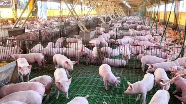 Enzo Mannarini: “La exportación fue clave para el crecimiento del sector porcino y también el aumento del consumo interno”