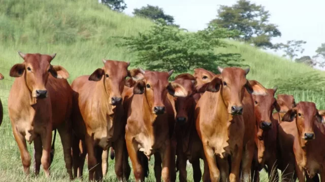 Mario Apodaca: “Este año el productor se sintió más tranquilo, los campos se recompusieron y el ganado empezó a responder mejor”