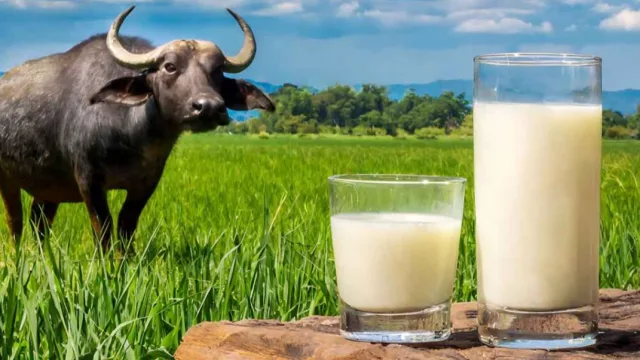 Búfalos ganan protagonismo en Paraguay con genética, remates récord y mirada exportada