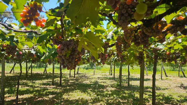 Uvas premium ganan espacio en La Colmena (con rendimientos de hasta 15.000 kg por hectárea)