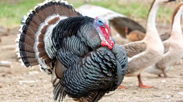 Cría estacional y venta directa: el pavo que sale de Choré para Navidad