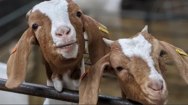 Caprinos: un sector con potencial, pero que necesita organización para dar el salto