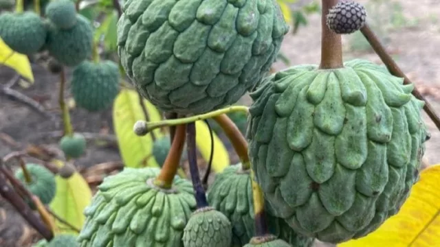 Chirimoya: la fruta que vuelve del patio de la abuela y hoy se paga como exótica